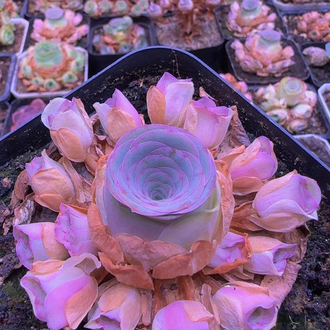 捧花12427376838353