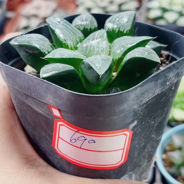 十二卷 实生克 福利