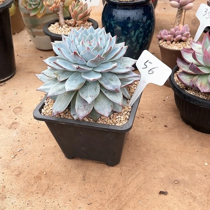 多肉植物，粉蓝鸟56号