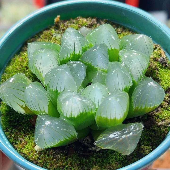 十二卷多肉蓝赤线