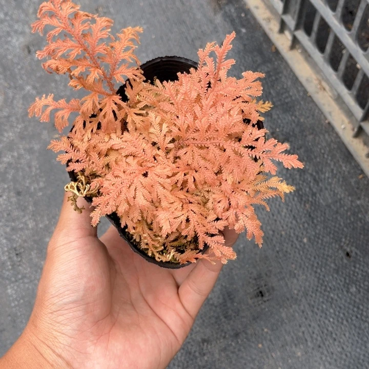 山野草盆栽那**人山野草盆栽