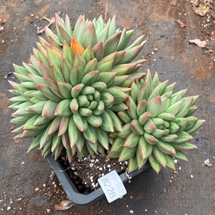 T***.8226杂交多肉植物基地