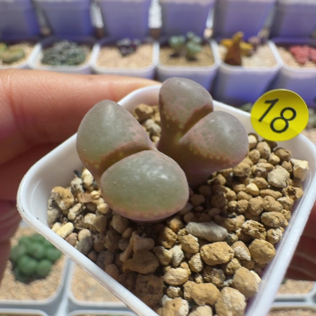 ?****?18......多肉......