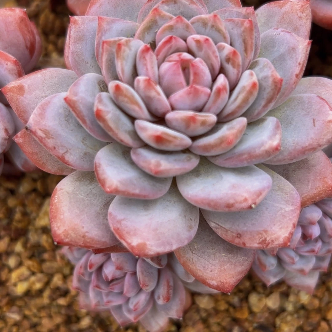 ****l星星橙自然群多肉植物