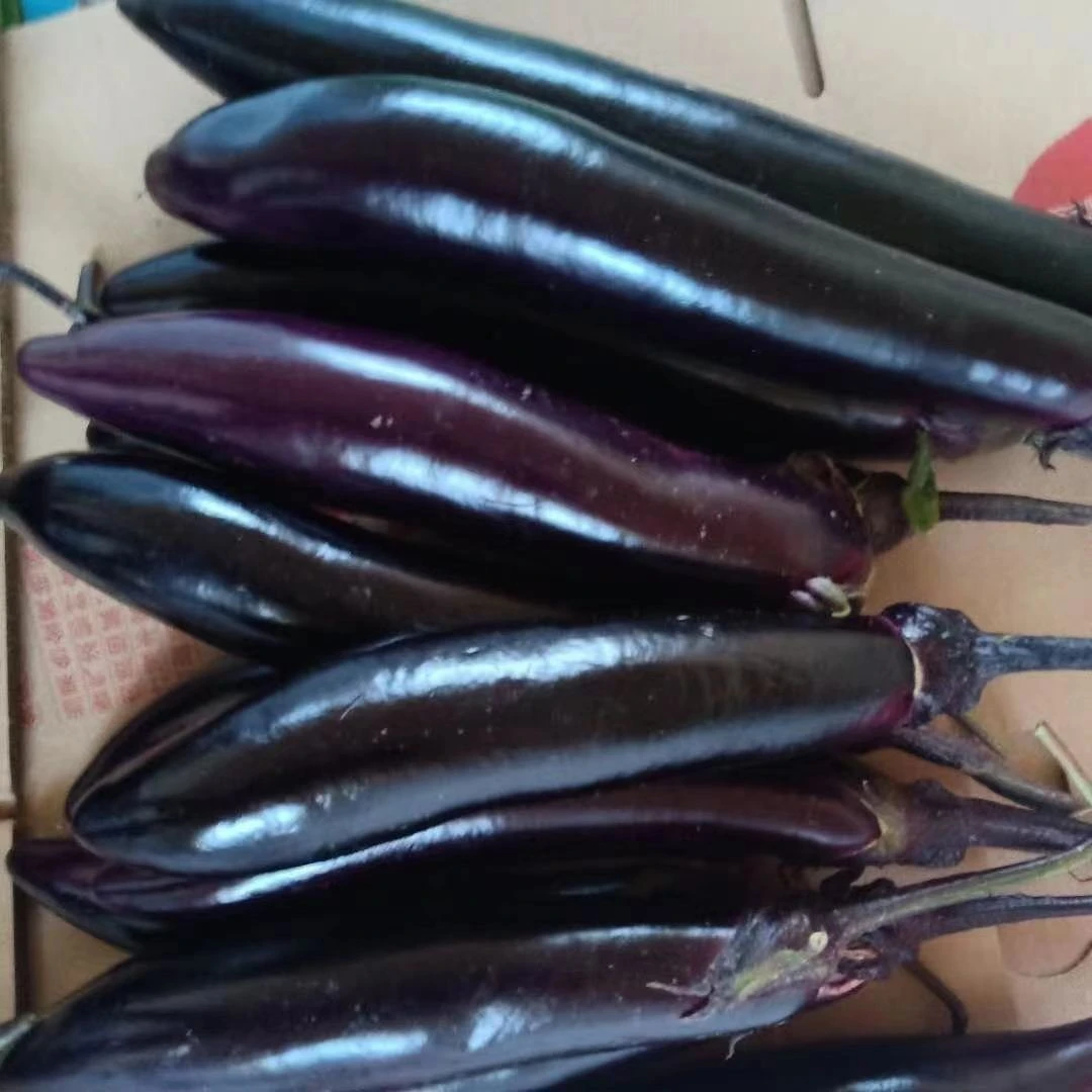 [铁柱专属]东北紫茄子5斤[顺丰邮政ems航空随机]