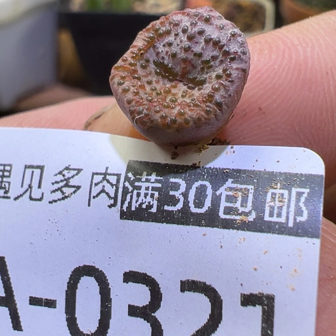 多肉植物111111111111111