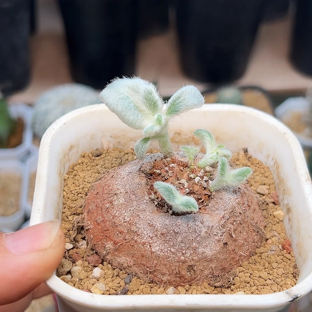 断崖女王母本5.9cm