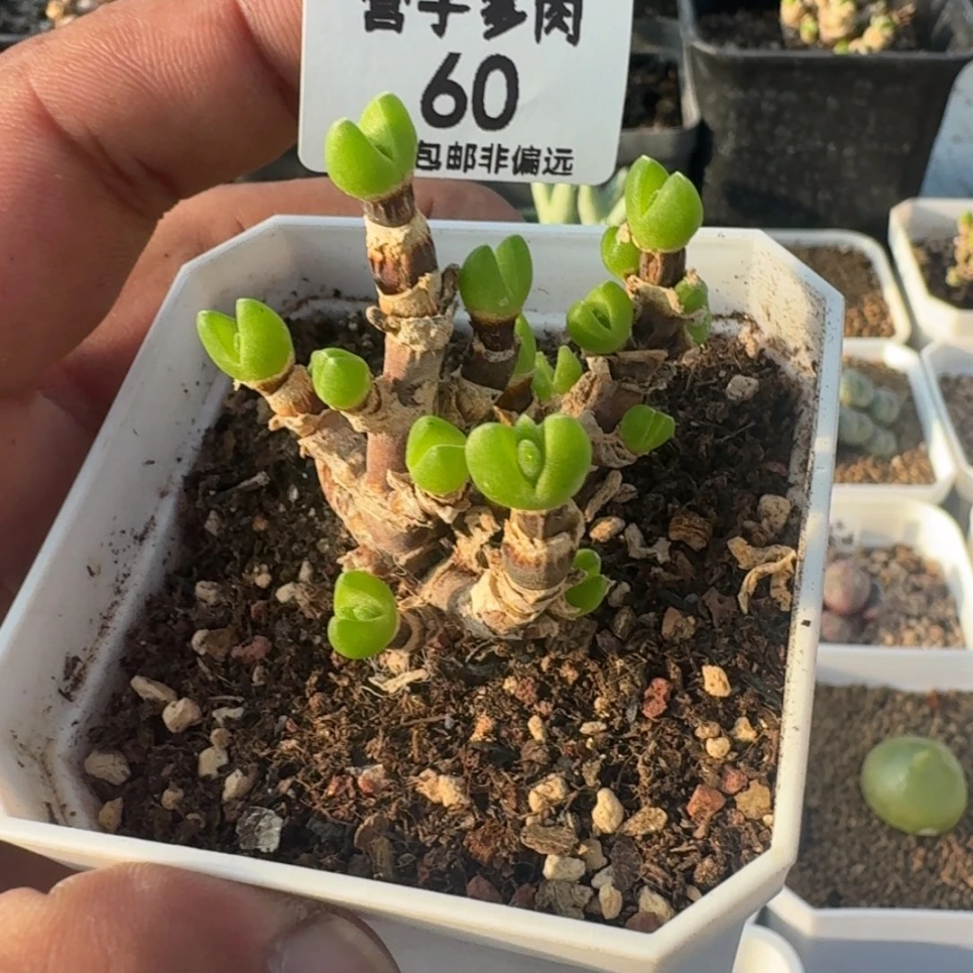 ****鱼短耳兔带盆土。