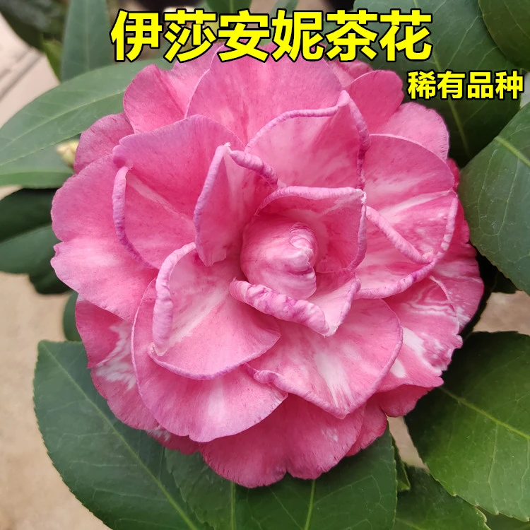 伊莎安妮茶花树苗盆栽名贵稀有品种粉色系复色开品花大好养活绿植