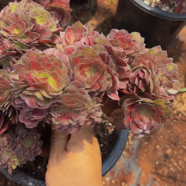 多肉植物福利3881