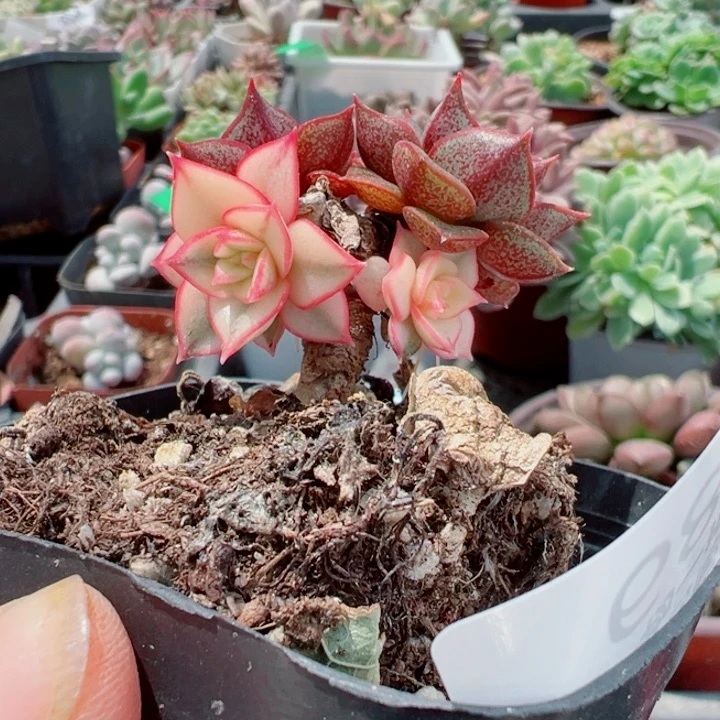 楚****得麒麟座多肉植物世界68