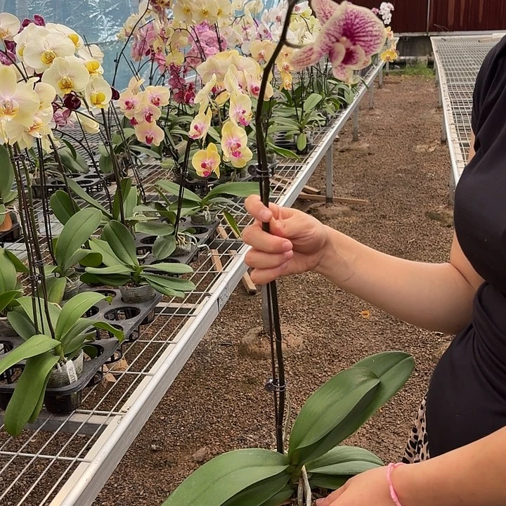 三***子完全开放18蝴蝶兰一物一拍