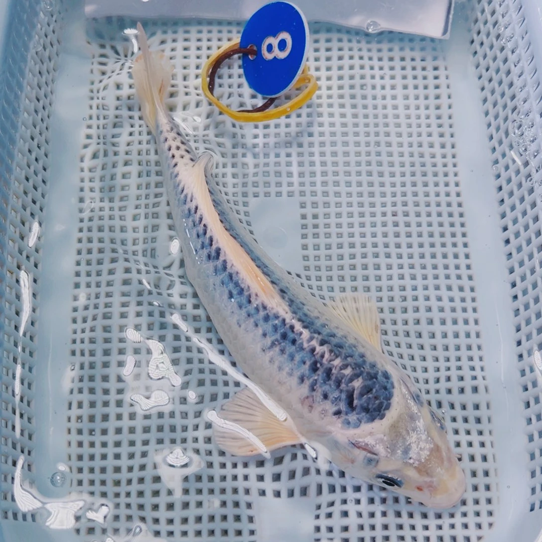 海水鱼锦鲤观赏鱼8