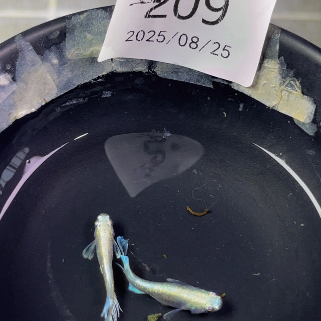 青鳉209玛利亚宽鳍一对