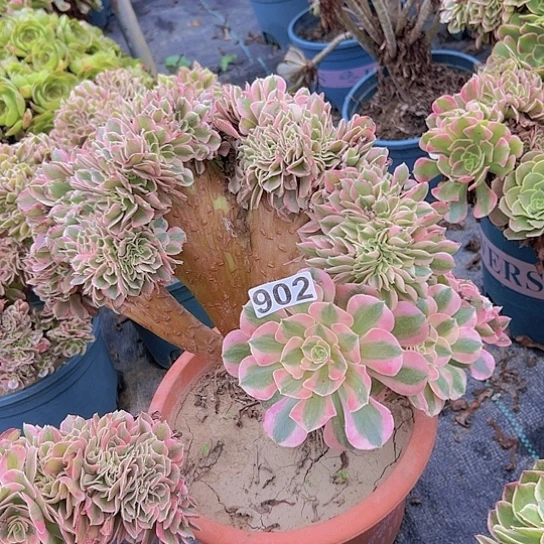 。***，多肉植物一个女巫追