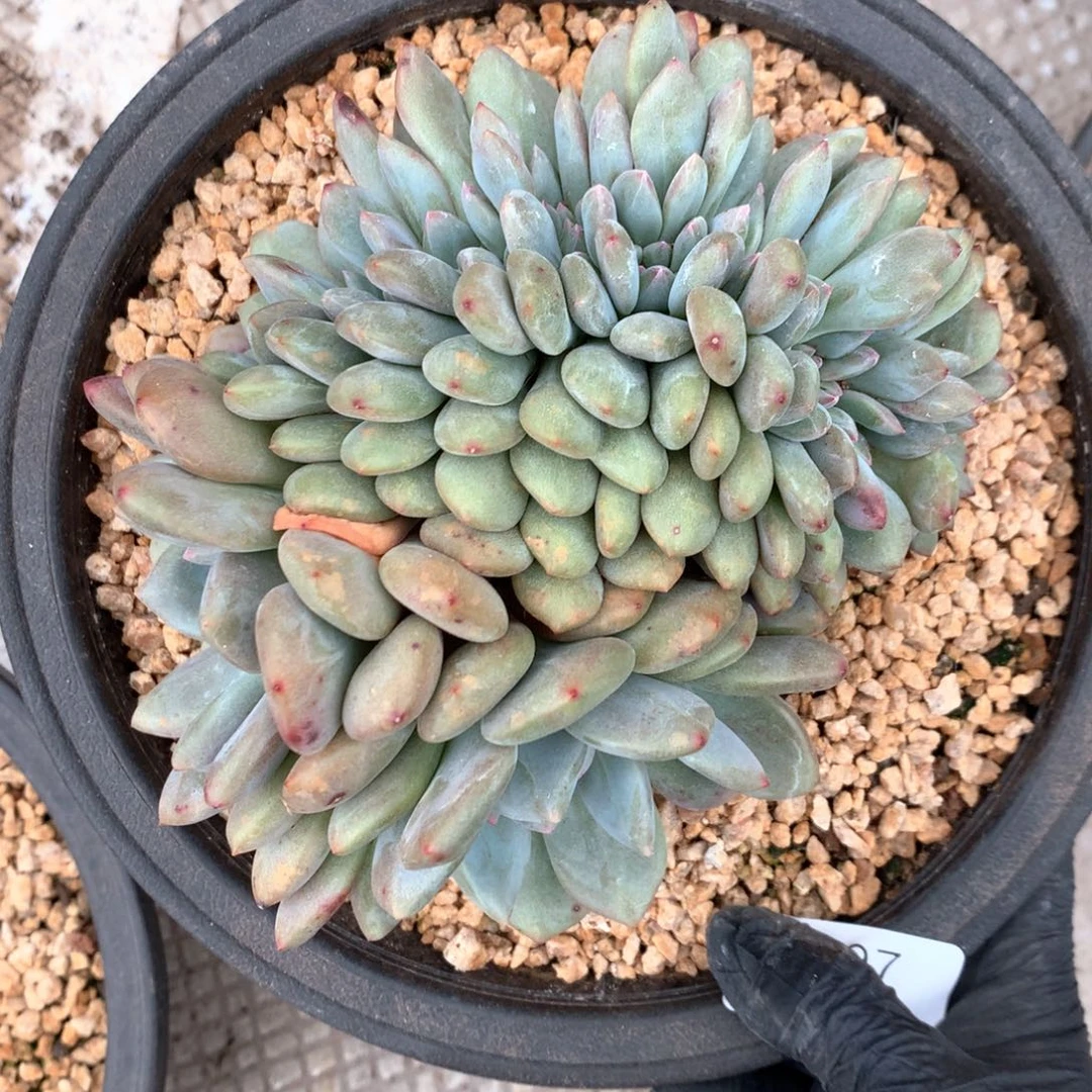 A197 售后范围：签收起7天内