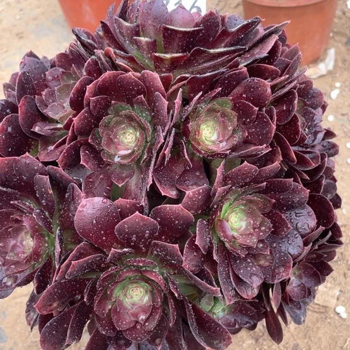 716多肉植物赤焰莲