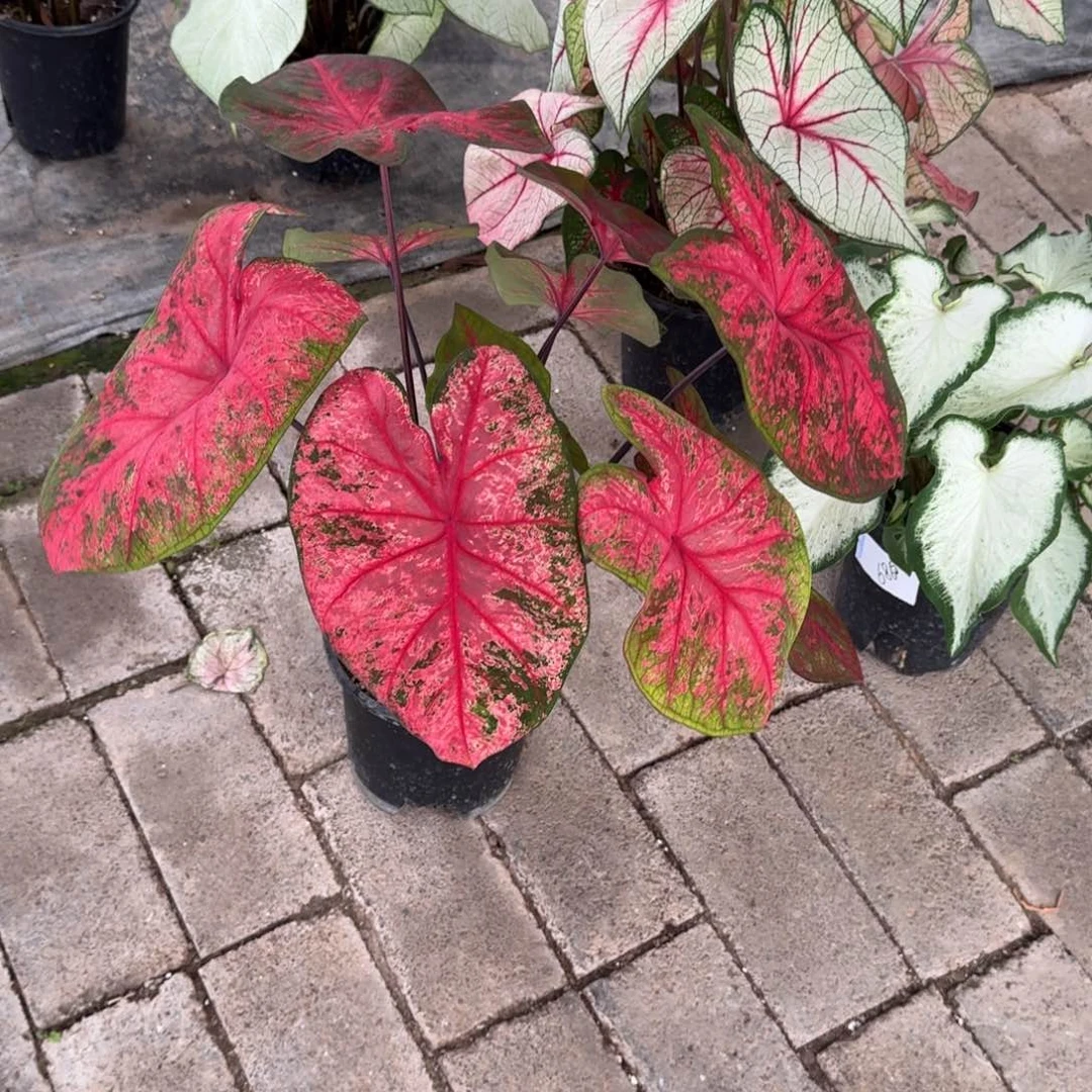无花朵火山熔岩068彩