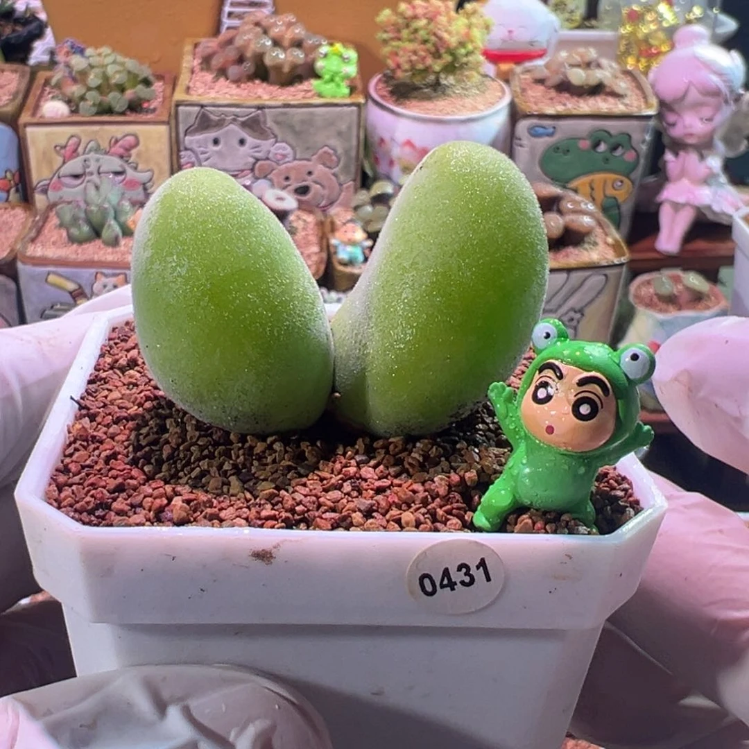 0431，宝辉玉，肉锥植物