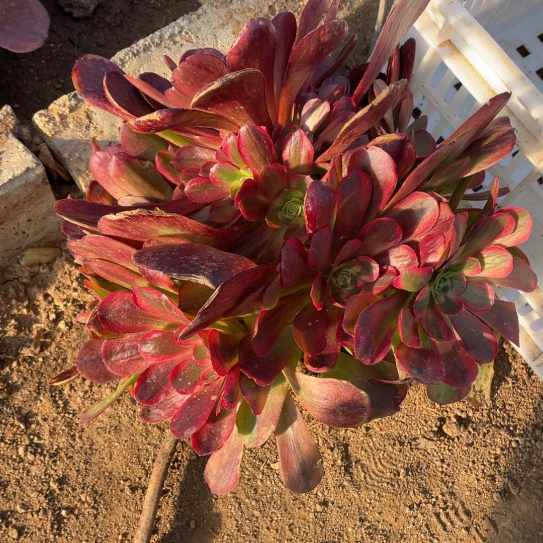 爱神多肉法师断枝不包