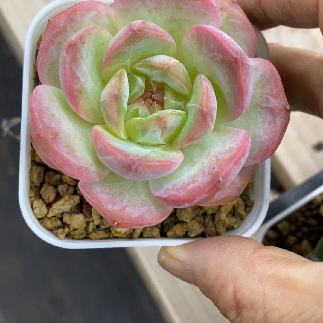 精品多肉一物一拍不包整181