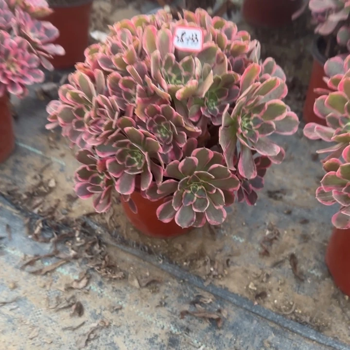 28-133花样年华多肉不包断肢