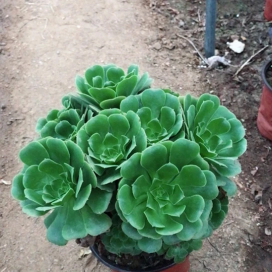 @***萍绿玫瑰法师多肉植物2