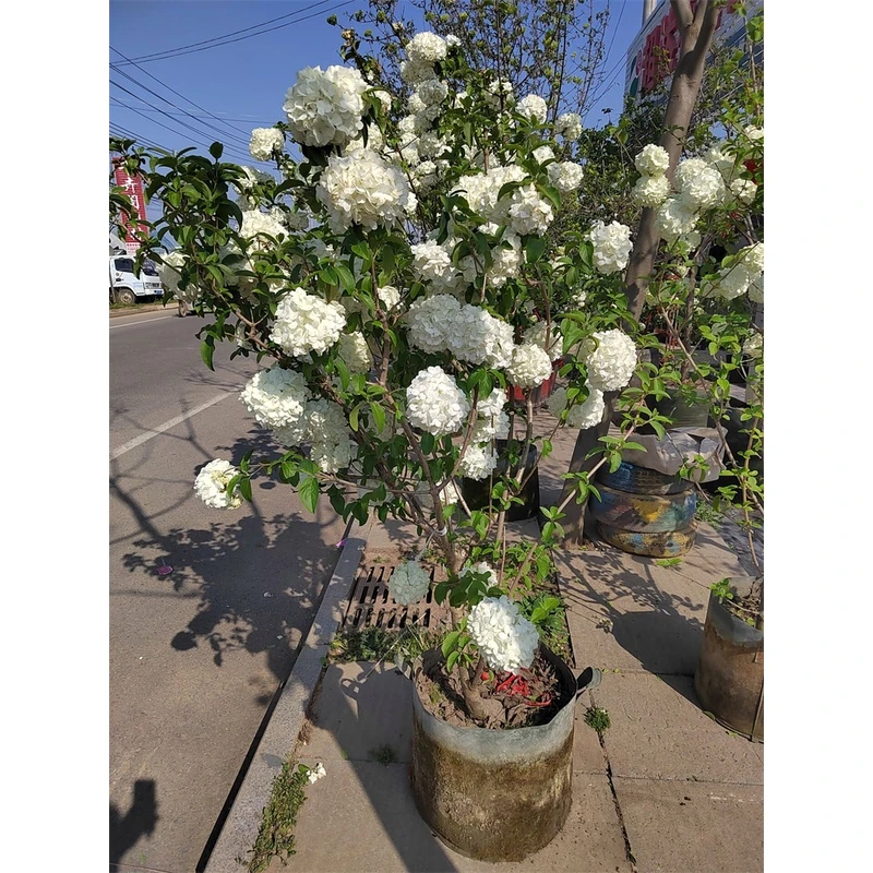 中华木绣球大花斗球木本绣球别墅庭院阳台盆栽耐寒风景树多季开花