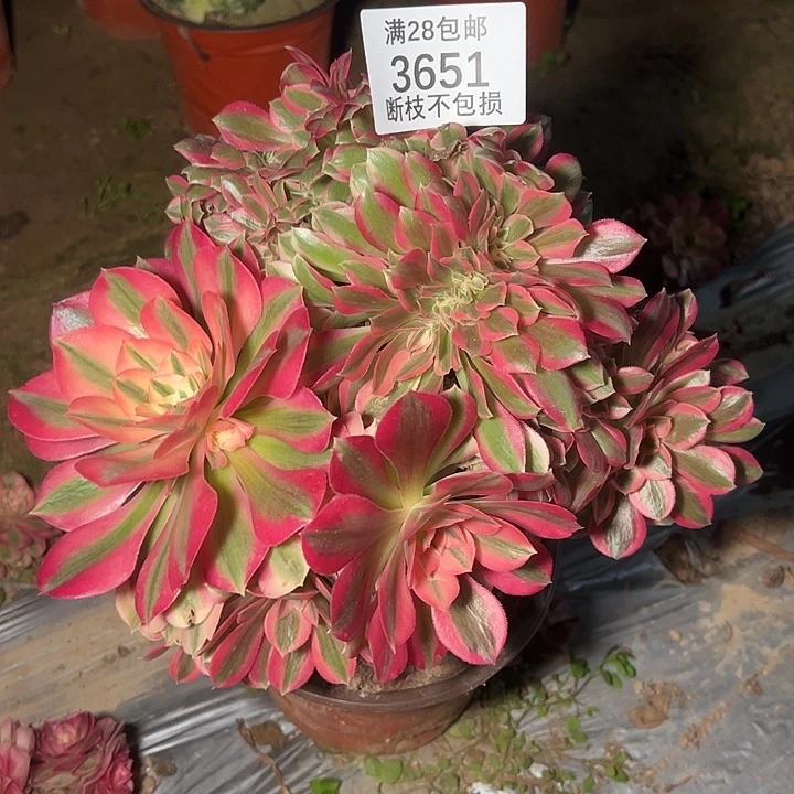 3651粉女巫缀多肉植物