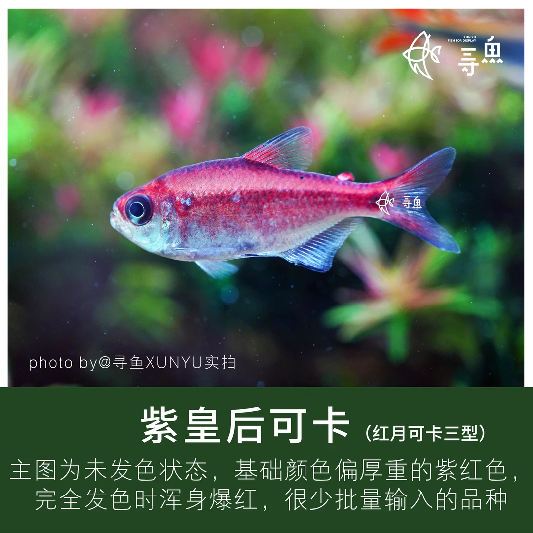 【寻鱼XUNYU】红月可卡三型/紫皇后可卡灯鱼活体稀有热带观赏鱼活体