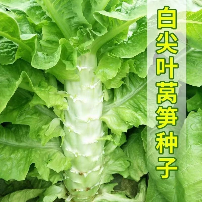 四季清香尖叶莴笋种子高产耐热庭院阳台易养尖叶莴笋蔬菜种子大全