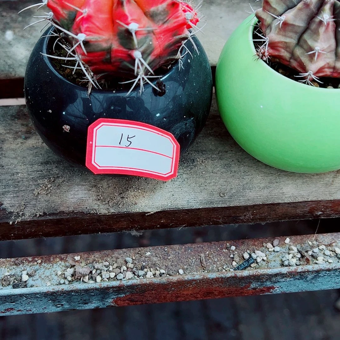 15多肉植物保护研究所所长