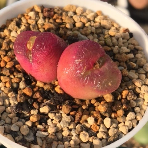 多肉肉锥 双头红宝石