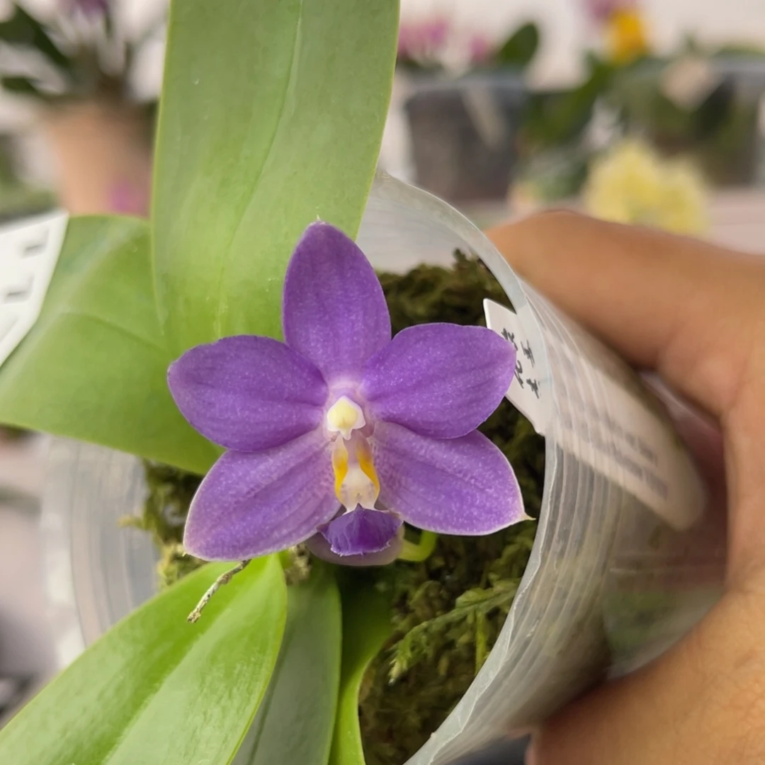 完全开放1175 2.8寸JG2380 一物一拍