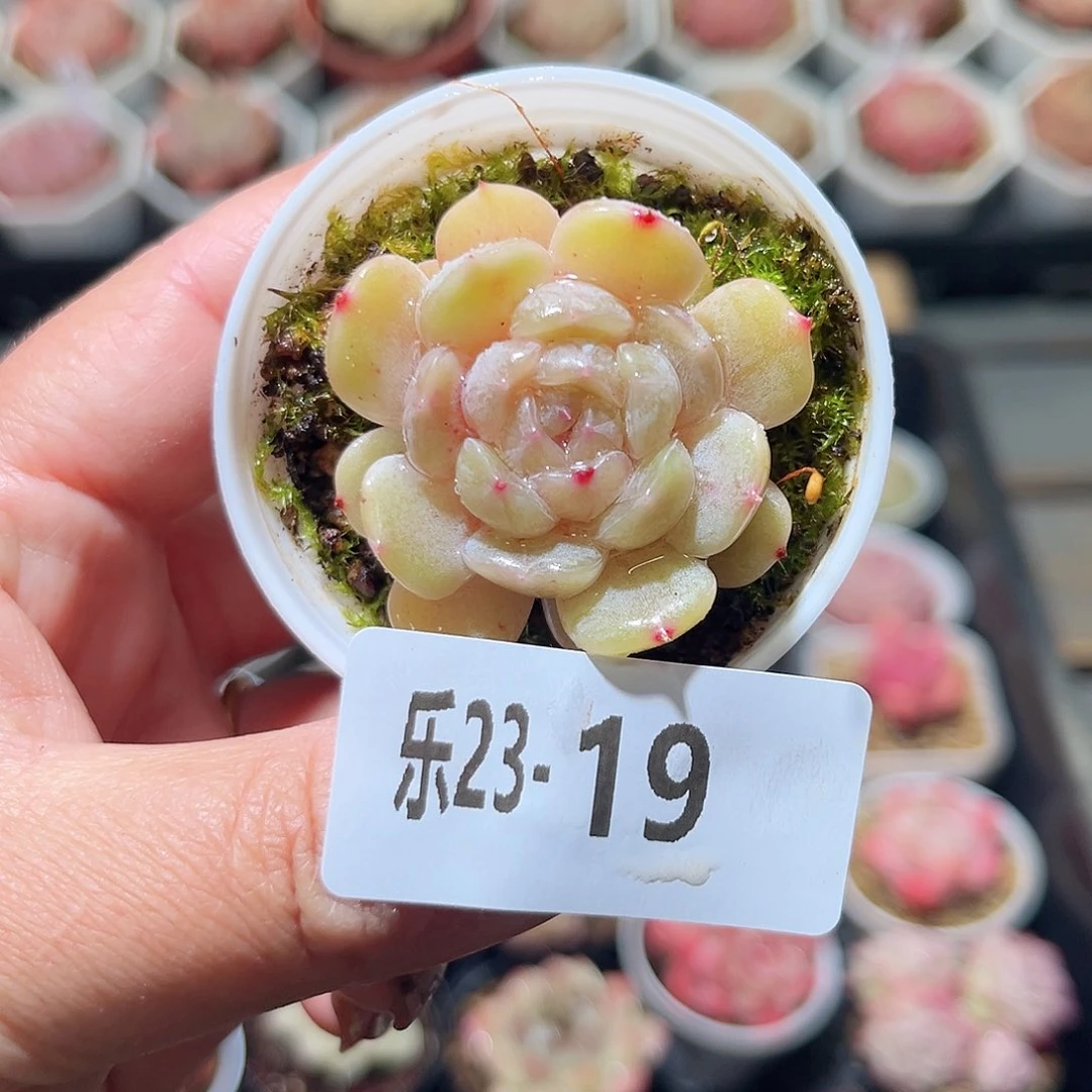 乐23-19 白色恋人