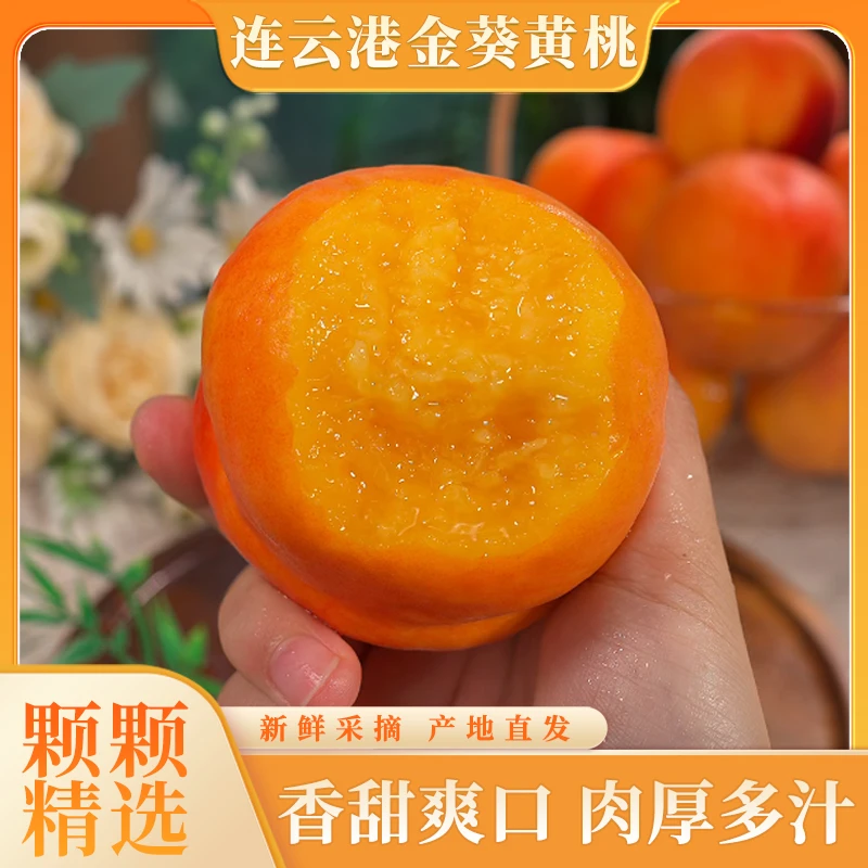 连云港金葵黄桃新鲜应季水果现摘黄肉毛桃香甜爽口精选品质3斤起