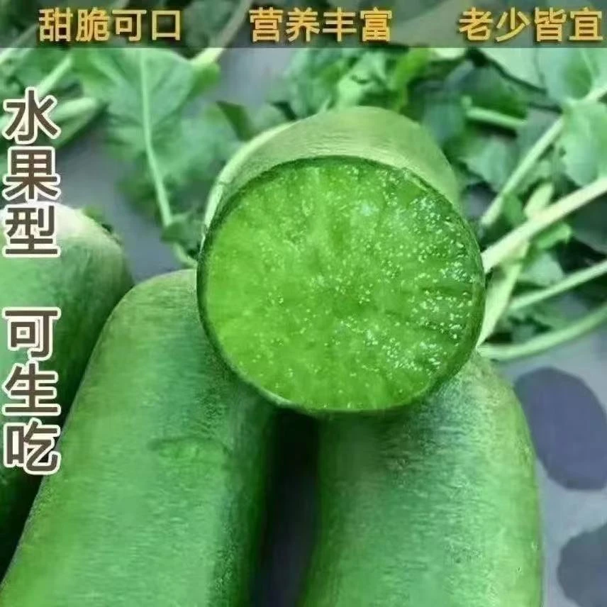 大青萝卜种子现挖水果萝卜个大饱满潍坊特产脆甜爽口
