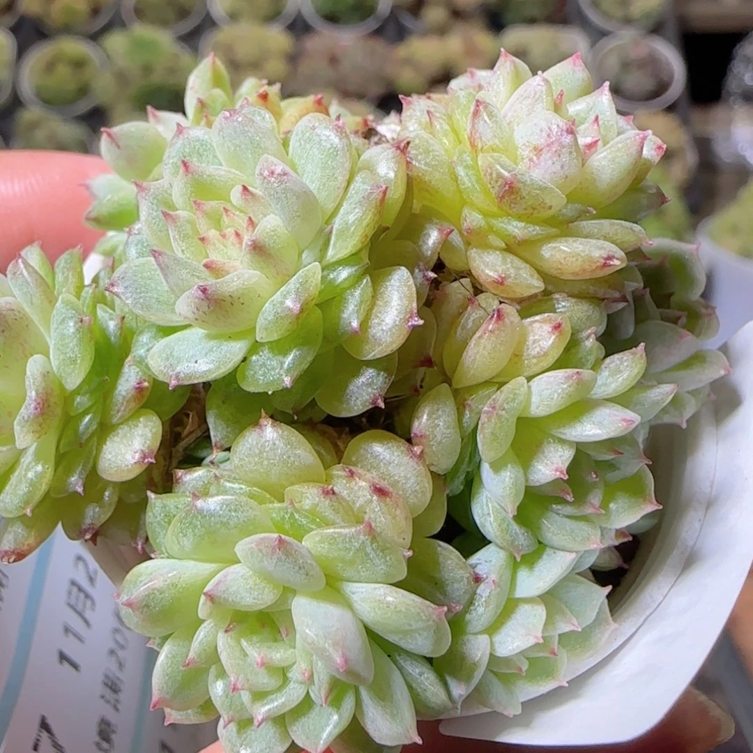 花语逸镜1102-210散