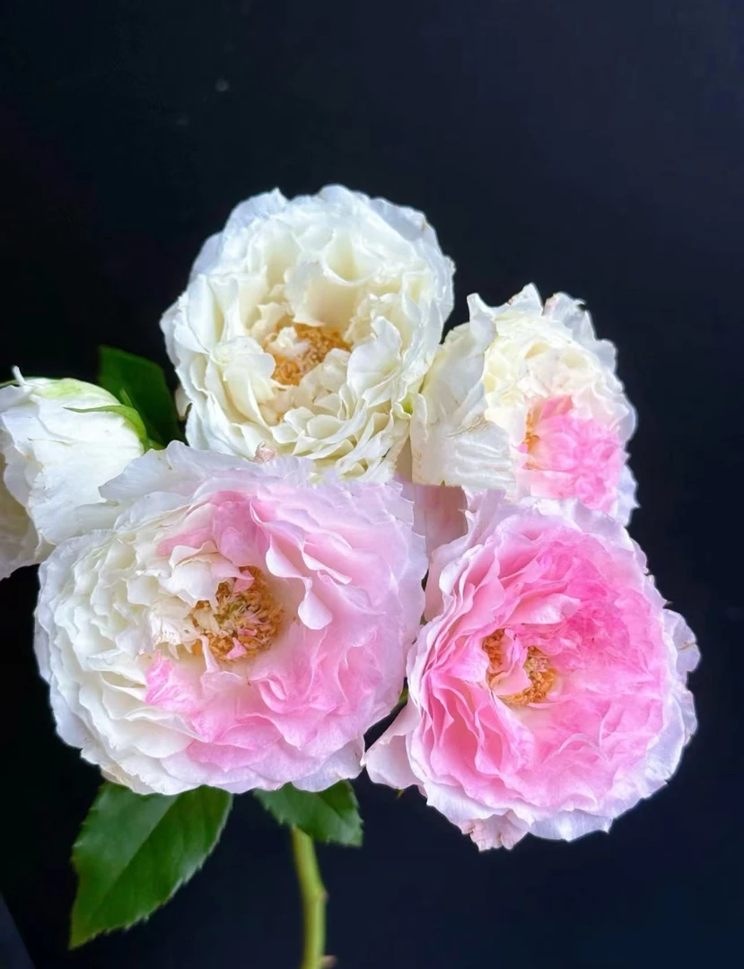 【陌上花开】变异海神王-稀有多头玫瑰（注意：带包装醒花哦~）