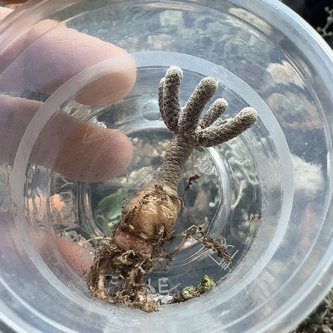 飞***6823mini牧师脱土发货