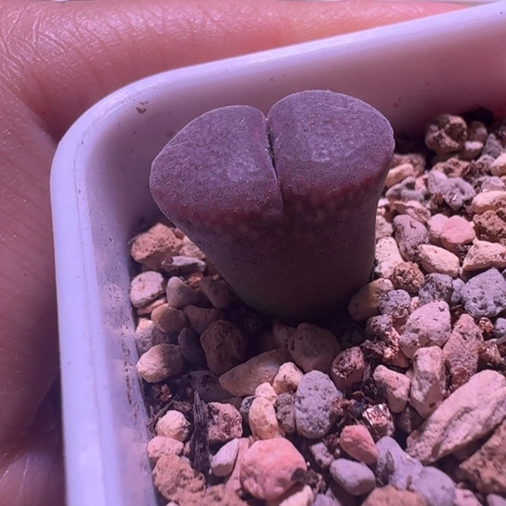 12号c10同属一物一拍