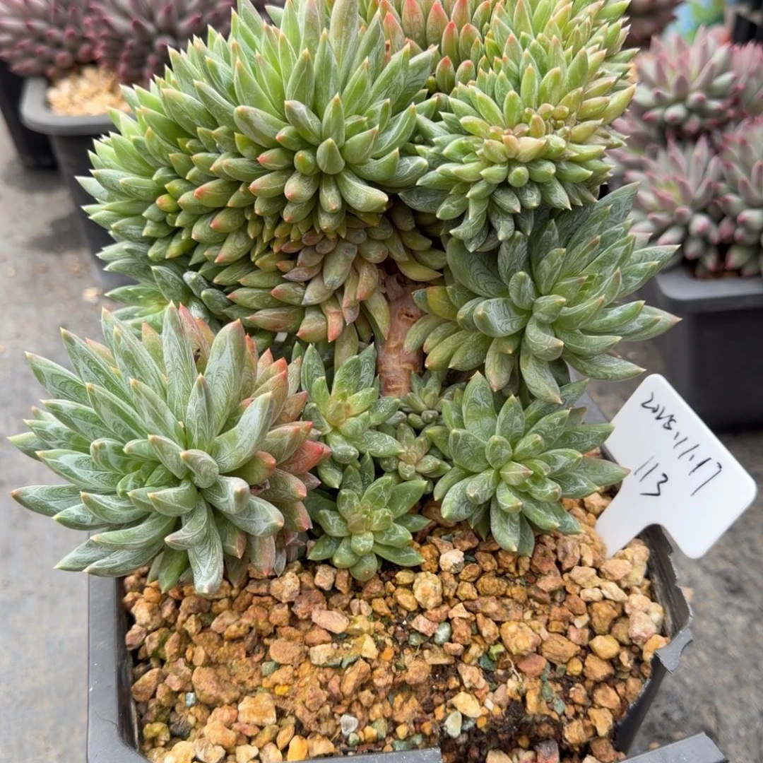 一物一拍天花板炫彩星113