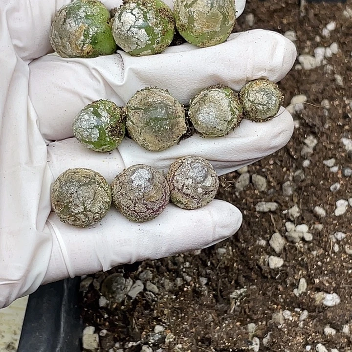 W***.639突突突我我们现在在