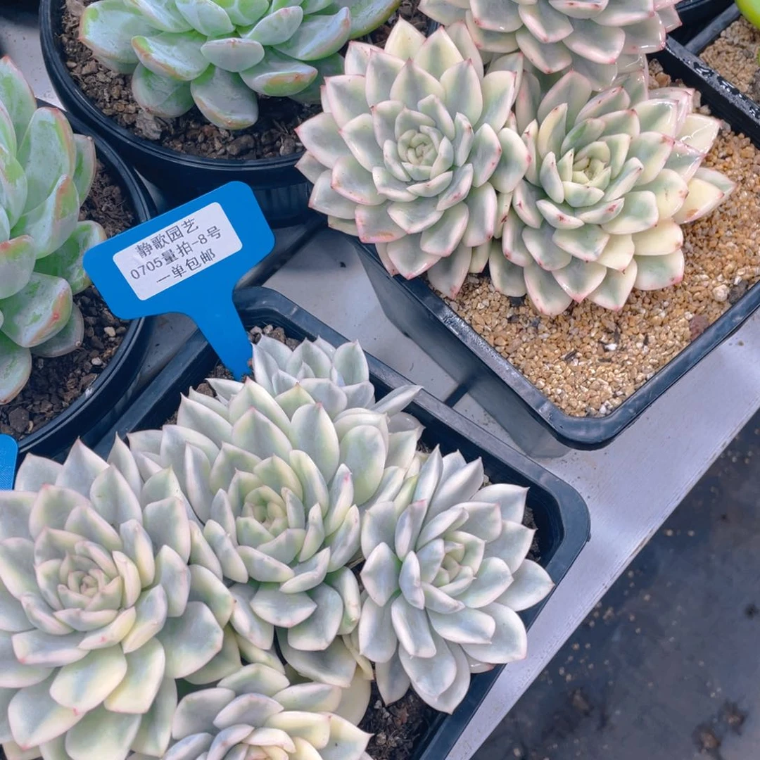 0705-8-月亮仙子锦母本大群生一颗