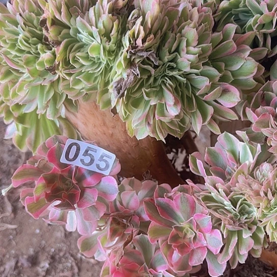 侃***t多肉植物一个女郎