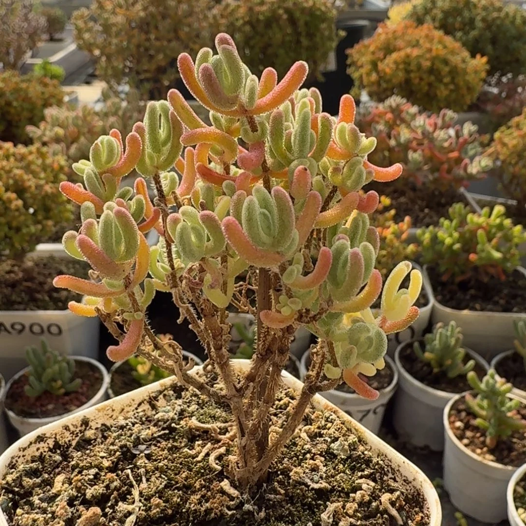 A855橙叶白锦带黄头