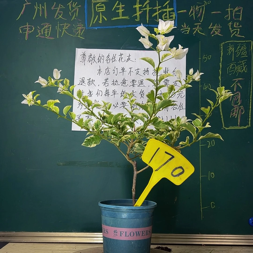 当前无花栽培后可以开花银边白 170