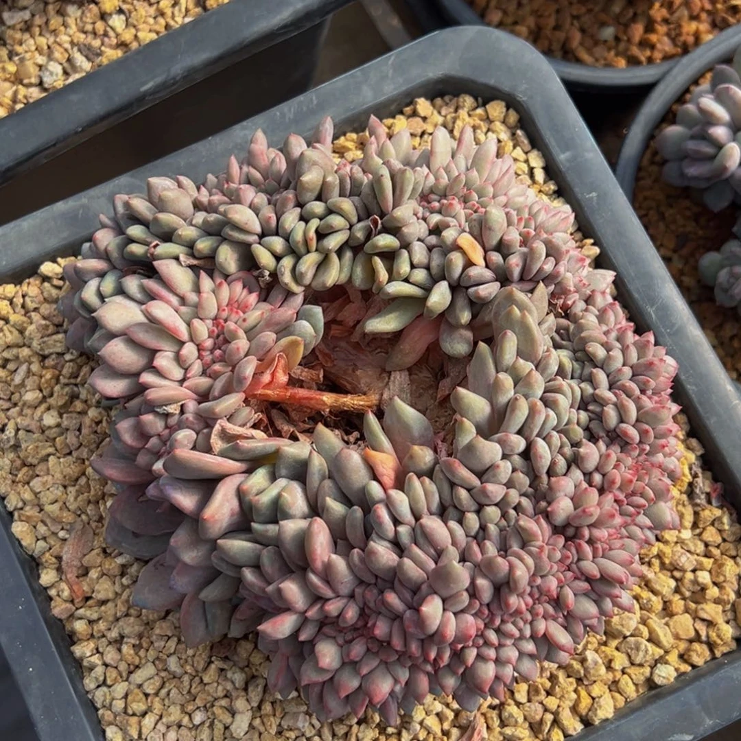 新年快乐 新年快乐