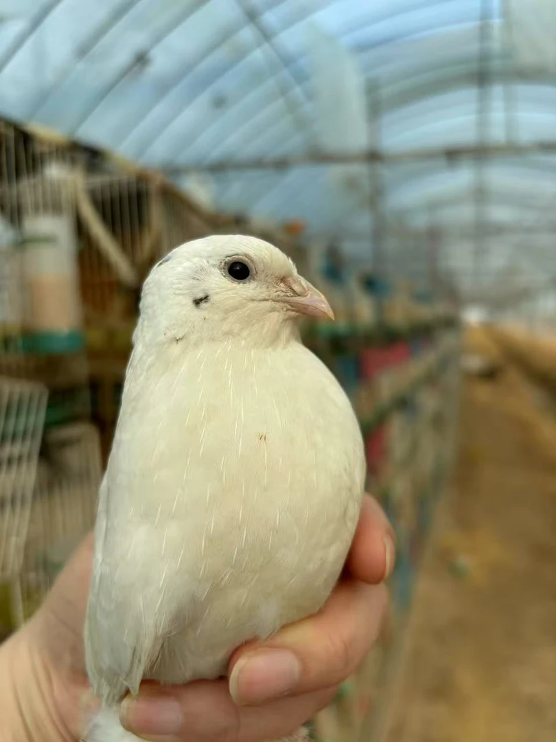 斗鹌鹑•斗鹌鹑玩具·鹌鹑白