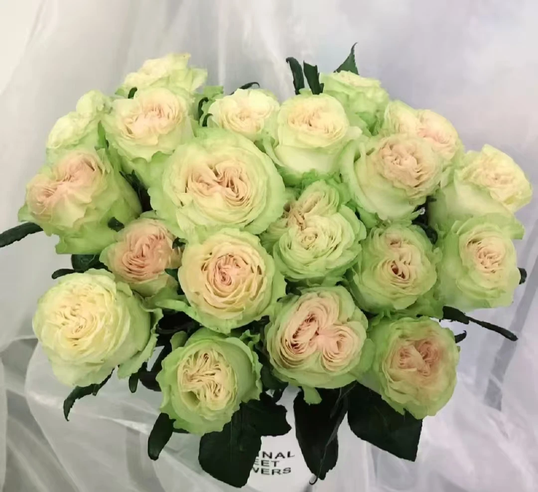【琉璃翠玫瑰】收到第一时间醒花，不会找客服（教学视频）